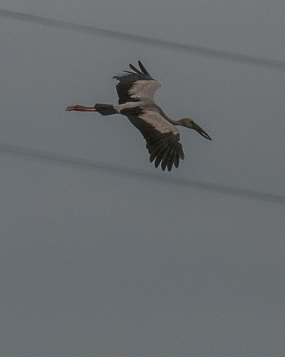 Asian Openbill
