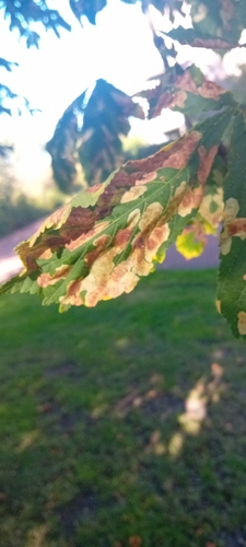 Horse-chestnut Leafminer