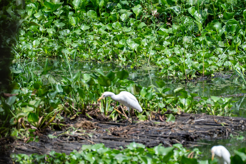 Eastern Cattle-Egret