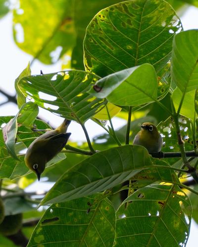 Indian White-eye