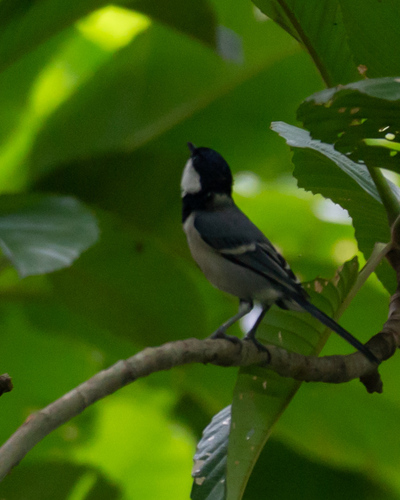 Asian Tit