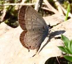Eastern Tailed-Blue