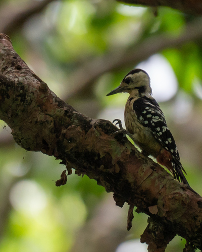 Fulvous-breasted Woodpecker