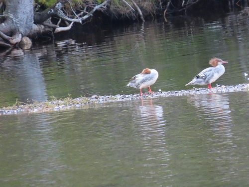 Common Merganser