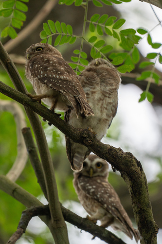 Spotted Owlet