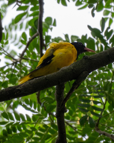 Black-hooded Oriole