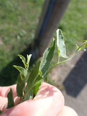 Convolvulus arvensis, photograph author not stated, no rights reserved
