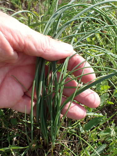 Allium vineale