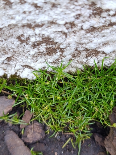 Sagina procumbens, photograph 1