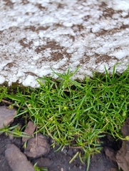 (c) Natalia Kazakova, some rights reserved (CC BY) Sagina procumbens, photograph (c) Natalia Kazakova, some rights reserved (CC BY)