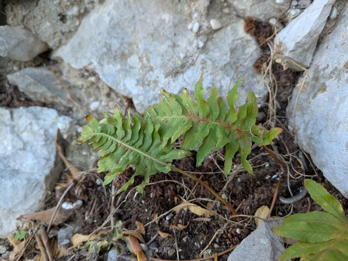 southern polypody