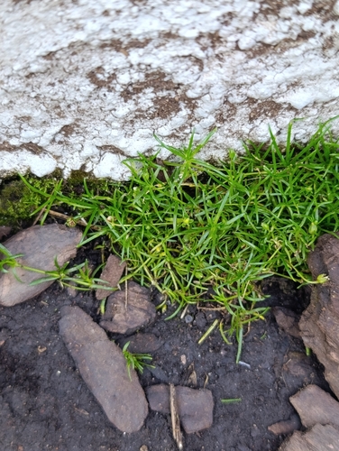 Sagina procumbens, photograph 2
