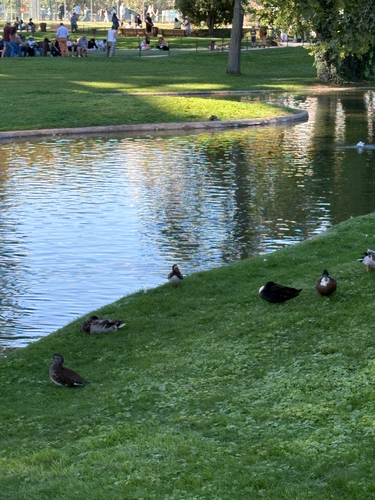 Mandarin Duck
