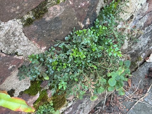 Asplenium ruta-muraria, photograph 3
