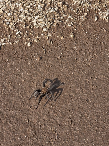 Texas Brown Tarantula