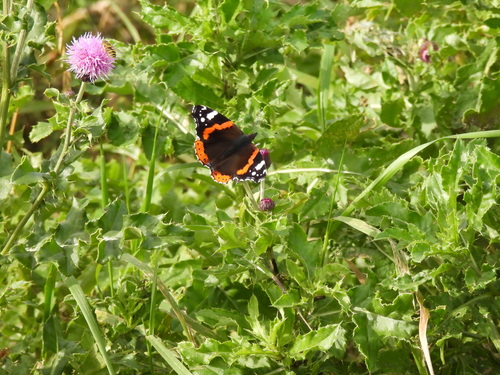 Red Admiral