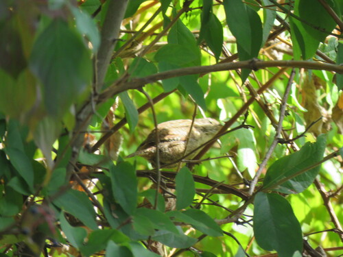 Eurasian Wren