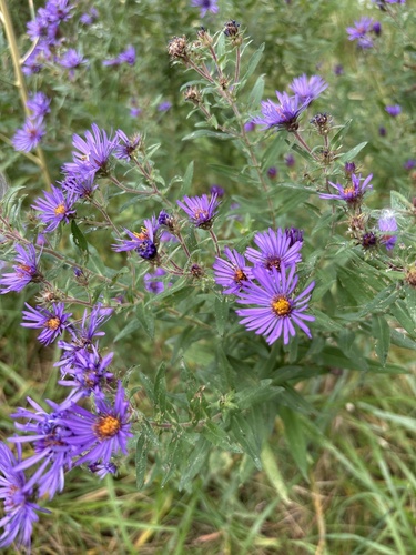 New England aster