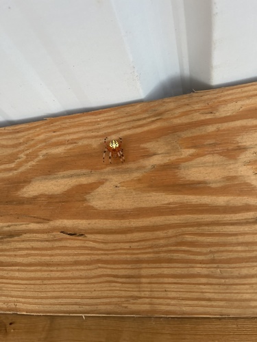 Marbled Orbweaver