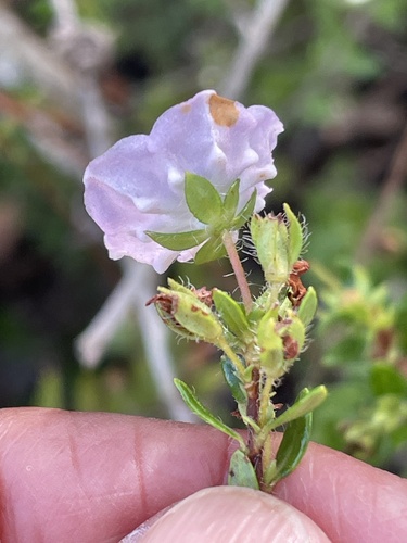 Kalmia hirsuta, photograph 2