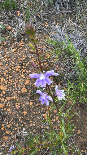 Scaevola glandulifera, 2026-08-27