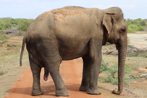 Sri Lankan Elephant