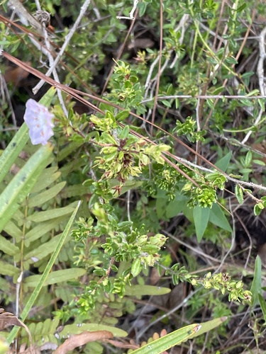 Kalmia hirsuta, photograph 5