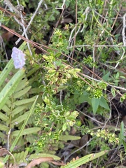 Kalmia hirsuta, photograph author not stated, no rights reserved