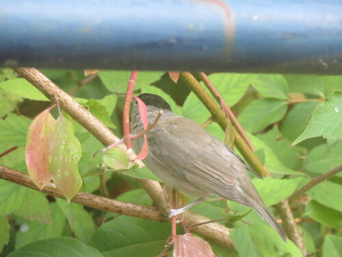 Eurasian Blackcap