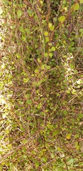Muehlenbeckia complexa complexa