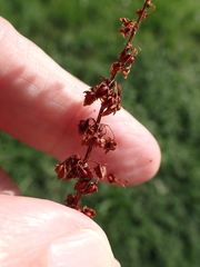 author not stated, no rights reserved Rumex obtusifolius, photograph author not stated, no rights reserved