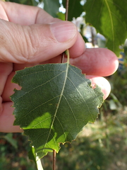 Betula pendula, photograph author not stated, no rights reserved