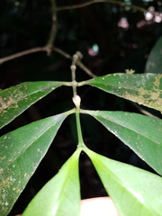 Tabernaemontana undulata