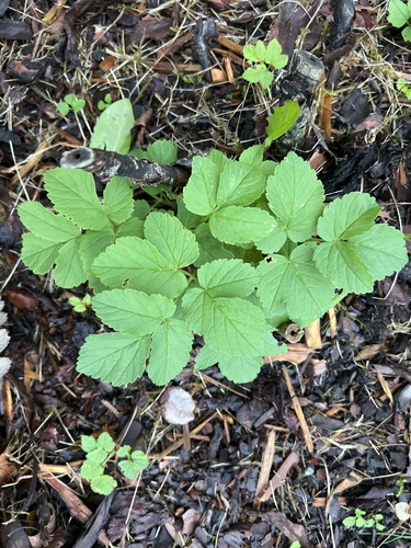 Goutweed