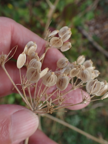 Heracleum sphondylium, photograph 4