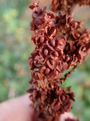 Rumex crispus, photograph author not stated, no rights reserved