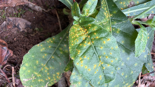 Coleosporium elephantopodis