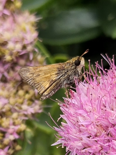 Huron Skipper