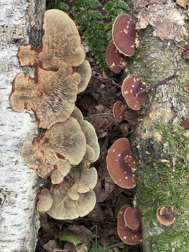 Daedaleopsis confragosa tricolor