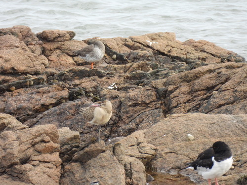Bar-tailed Godwit