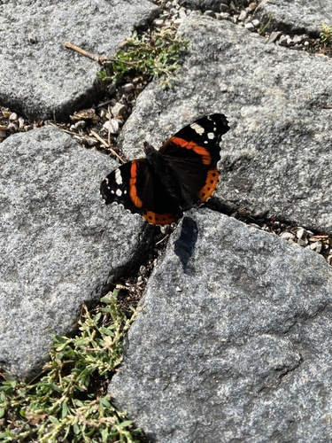Red Admiral