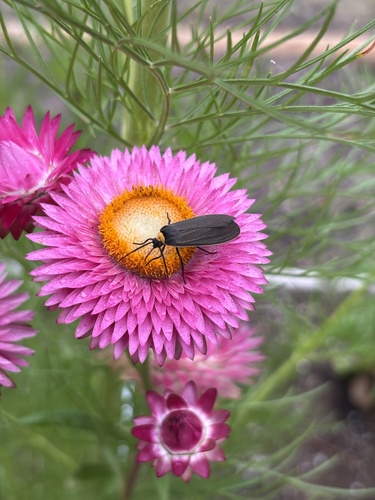 Yellow-collared Scape Moth