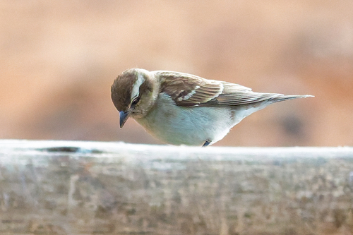 iNaturalist image