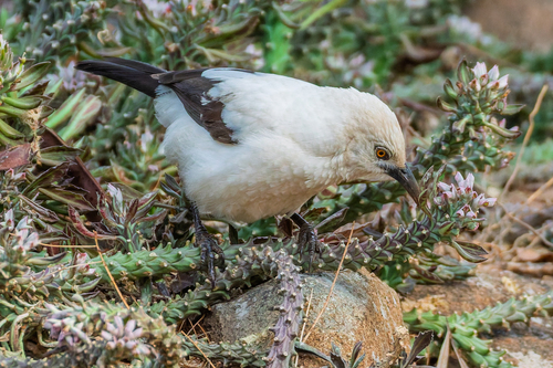 iNaturalist image