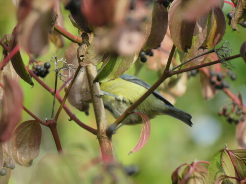 Eurasian Blue Tit
