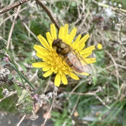 Marmalade Hover Fly