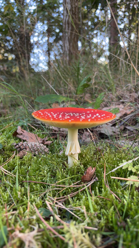 Fly Agaric