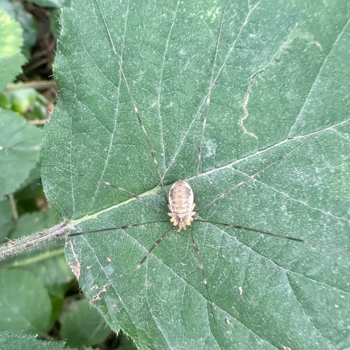 Canestrini's Harvestman