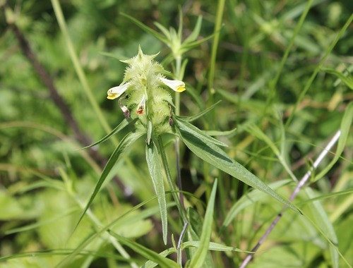 Melampyrum cristatum
