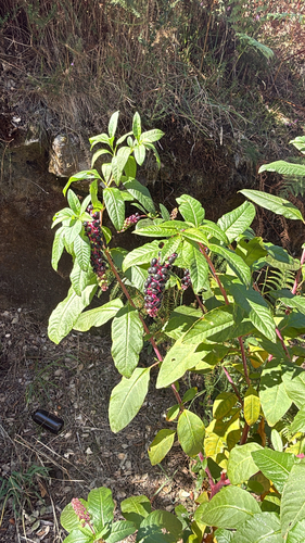American pokeweed